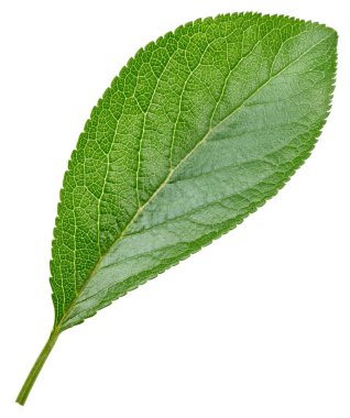 Beyaz arka planda izole Erik yaprakları. Kırpma yolunu bırakır. Gıda fotoğrafçılığı