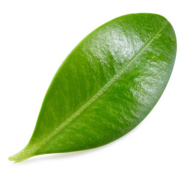 Böğürtlen yaprakları beyaz arka planda izole. Böğürtlen toplama yolu. Yemek fotoğrafçılığı