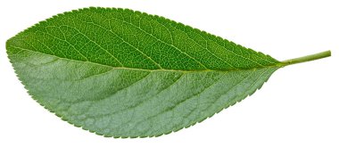 Beyaz arka planda izole Erik yaprakları. Kırpma yolunu bırakır. Gıda fotoğrafçılığı