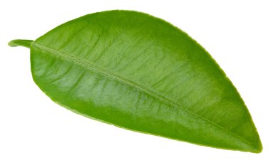 Citrus yaprakları beyaz arkaplanda yalıtılmış. Turuncu kırpma yolu. Yemek fotoğrafçılığı