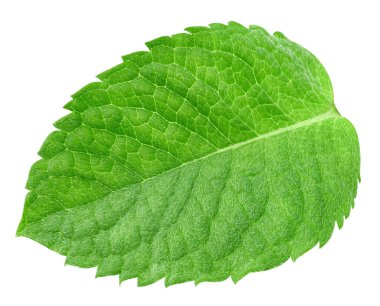 Nane yaprakları beyaz arka planda izole. Nane kırpma yolu. Yemek fotoğrafçılığı