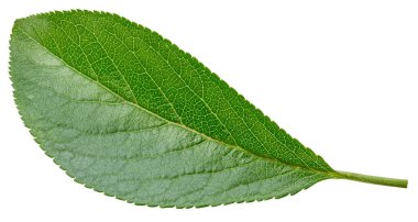 Beyaz arka planda izole Erik yaprakları. Kırpma yolunu bırakır. Gıda fotoğrafçılığı