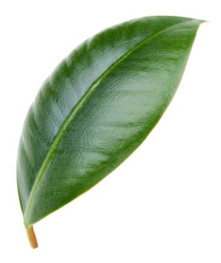 Mango yaprakları beyaz arkaplanda yalıtılmış. Mango kırpma yolu. Yemek fotoğrafçılığı