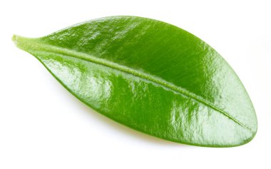 Böğürtlen yaprakları beyaz arka planda izole. Böğürtlen toplama yolu. Yemek fotoğrafçılığı