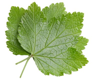 Frenk üzümü beyaz arkaplanda izole halde bırakır. Frenk üzümü yaprağı kırpma yolu. Yemek fotoğrafçılığı