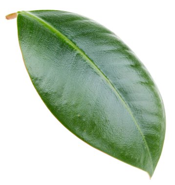 Mango yaprakları beyaz arkaplanda yalıtılmış. Mango kırpma yolu. Yemek fotoğrafçılığı