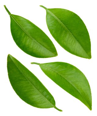 Turunçgil yaprağı koleksiyonu. Beyaz arka planda portakal yaprağı izole edilmiş. Tam alan derinliği. kırpma yolu ile