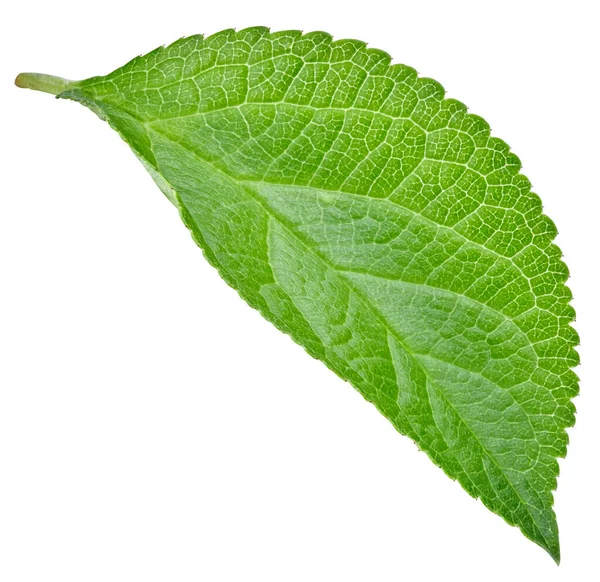 Beyaz arka planda izole Erik yaprakları. Kırpma yolunu bırakır. Gıda fotoğrafçılığı