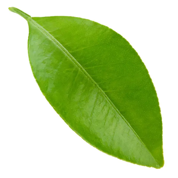 Citrus yaprakları beyaz arkaplanda yalıtılmış. Turuncu kırpma yolu. Yemek fotoğrafçılığı