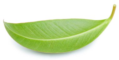 Mango yaprakları beyaz arkaplanda yalıtılmış. Mango kırpma yolu. Yemek fotoğrafçılığı