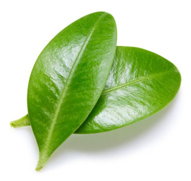 Böğürtlen yaprakları beyaz arka planda izole. Böğürtlen toplama yolu. Yemek fotoğrafçılığı