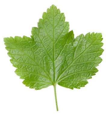 Frenk üzümü beyaz arkaplanda izole halde bırakır. Frenk üzümü yaprağı kırpma yolu. Yemek fotoğrafçılığı