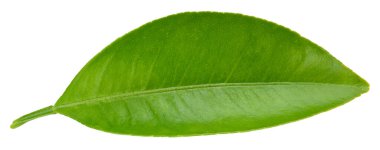 Citrus yaprakları beyaz arkaplanda yalıtılmış. Turuncu kırpma yolu. Yemek fotoğrafçılığı