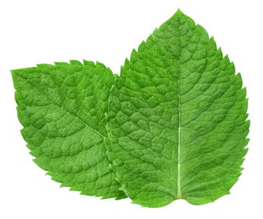 Nane yaprakları beyaz arka planda izole. Nane kırpma yolu. Yemek fotoğrafçılığı