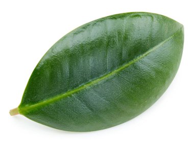 Mango yaprakları beyaz arkaplanda yalıtılmış. Mango kırpma yolu. Yemek fotoğrafçılığı