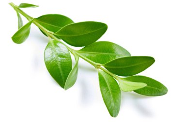 Böğürtlen yaprakları beyaz arka planda izole. Böğürtlen toplama yolu. Yemek fotoğrafçılığı