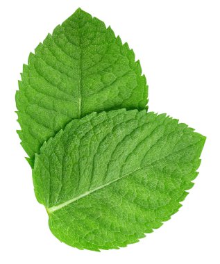 Nane yaprakları beyaz arka planda izole. Nane kırpma yolu. Yemek fotoğrafçılığı