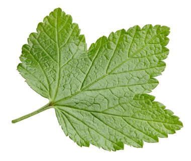 Frenk üzümü beyaz arkaplanda izole halde bırakır. Frenk üzümü yaprağı kırpma yolu. Yemek fotoğrafçılığı