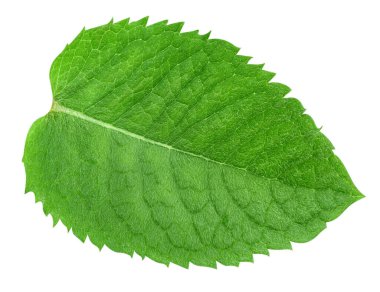 Nane yaprakları beyaz arka planda izole. Nane kırpma yolu. Yemek fotoğrafçılığı