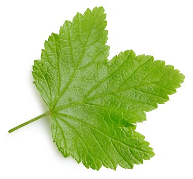 Frenk üzümü beyaz arkaplanda izole halde bırakır. Frenk üzümü yaprağı kırpma yolu. Yemek fotoğrafçılığı