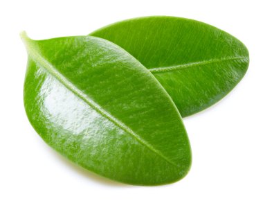 Böğürtlen yaprakları beyaz arka planda izole. Böğürtlen toplama yolu. Yemek fotoğrafçılığı