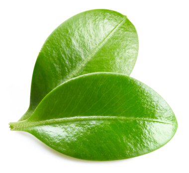 Böğürtlen yaprakları beyaz arka planda izole. Böğürtlen toplama yolu. Yemek fotoğrafçılığı