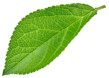 Beyaz arka planda izole Erik yaprakları. Kırpma yolunu bırakır. Gıda fotoğrafçılığı