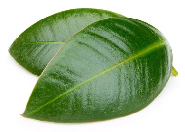 Mango yaprakları beyaz arkaplanda yalıtılmış. Mango kırpma yolu. Yemek fotoğrafçılığı