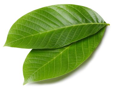 Ceviz yaprakları beyaz arka planda izole. Ceviz yaprağı kırpma yolu. Yemek fotoğrafçılığı