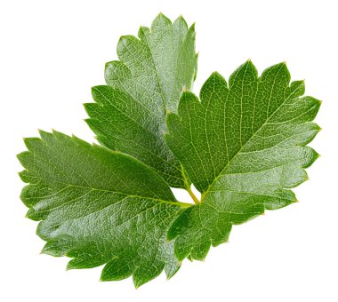 Beyaz arka planda yalıtılmış çilek yaprakları. Çilek yaprağı kesme yolu. Yemek fotoğrafçılığı