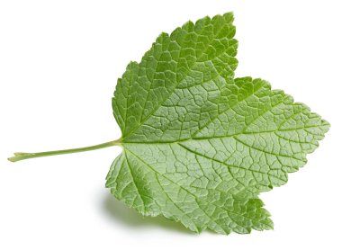 Frenk üzümü beyaz arkaplanda izole halde bırakır. Frenk üzümü yaprağı kırpma yolu. Yemek fotoğrafçılığı