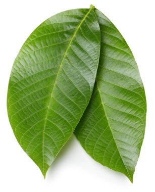 Ceviz yaprakları beyaz arka planda izole. Ceviz yaprağı kırpma yolu. Yemek fotoğrafçılığı