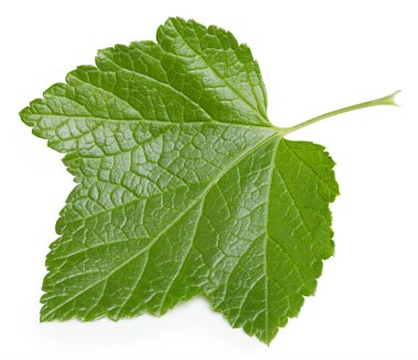 Frenk üzümü beyaz arkaplanda izole halde bırakır. Frenk üzümü yaprağı kırpma yolu. Yemek fotoğrafçılığı