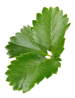 Beyaz arka planda yalıtılmış çilek yaprakları. Çilek yaprağı kesme yolu. Yemek fotoğrafçılığı