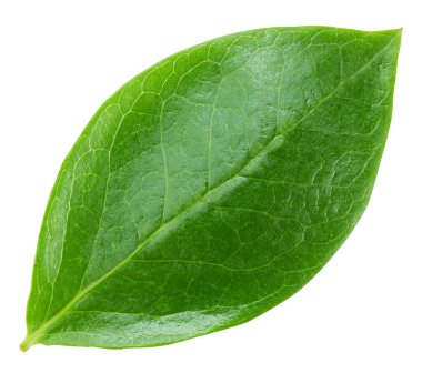 Beyaz arka planda yaban mersini yaprakları. Yeşil yaban mersini yaprakları kırpma yolu