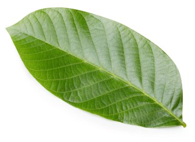 Ceviz yaprakları beyaz arka planda izole. Ceviz yaprağı kırpma yolu. Yemek fotoğrafçılığı