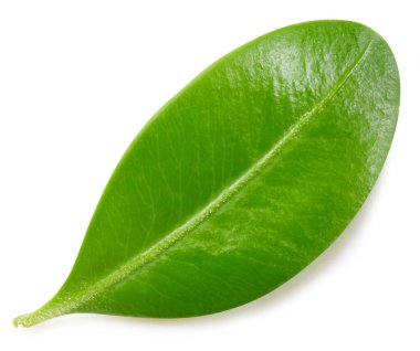 Böğürtlen yaprakları beyaz arka planda izole. Böğürtlen toplama yolu. Yemek fotoğrafçılığı