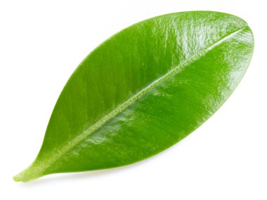 Böğürtlen yaprakları beyaz arka planda izole. Böğürtlen toplama yolu. Yemek fotoğrafçılığı