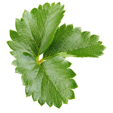 Beyaz arka planda yalıtılmış çilek yaprakları. Çilek yaprağı kesme yolu. Yemek fotoğrafçılığı