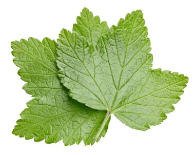 Frenk üzümü beyaz arkaplanda izole halde bırakır. Frenk üzümü yaprağı kırpma yolu. Yemek fotoğrafçılığı