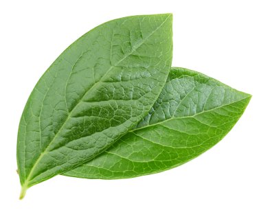 Beyaz arka planda yaban mersini yaprakları. Kırpma Yolu Bırakır