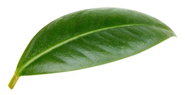 Mango yaprakları beyaz arkaplanda yalıtılmış. Mango kırpma yolu. Yemek fotoğrafçılığı