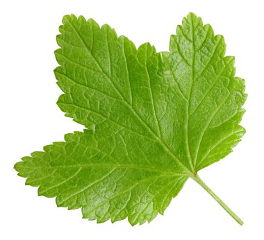 Frenk üzümü beyaz arkaplanda izole halde bırakır. Frenk üzümü yaprağı kırpma yolu. Yemek fotoğrafçılığı