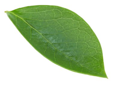 Beyaz arka planda yaban mersini yaprakları. Kırpma Yolu Bırakır