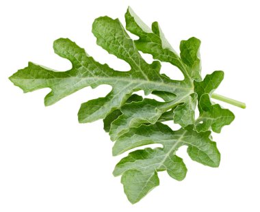 Karpuz yaprakları beyaz arka planda izole. Karpuz yaprağı kesme yolu. Yemek fotoğrafçılığı