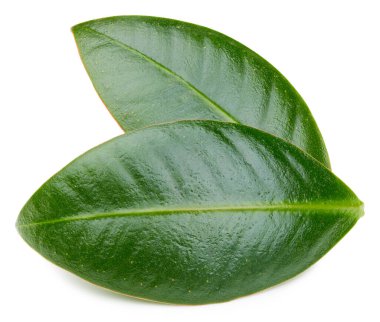 Mango yaprakları beyaz arkaplanda yalıtılmış. Mango kırpma yolu. Yemek fotoğrafçılığı