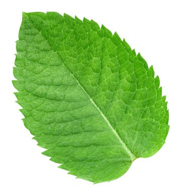 Nane yaprakları beyaz arka planda izole. Nane kırpma yolu. Yemek fotoğrafçılığı