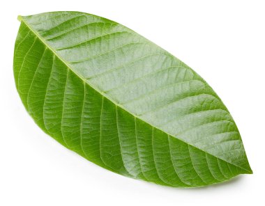 Ceviz yaprakları beyaz arka planda izole. Ceviz yaprağı kırpma yolu. Yemek fotoğrafçılığı