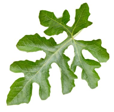 Karpuz yaprakları beyaz arka planda izole. Karpuz yaprağı kesme yolu. Yemek fotoğrafçılığı