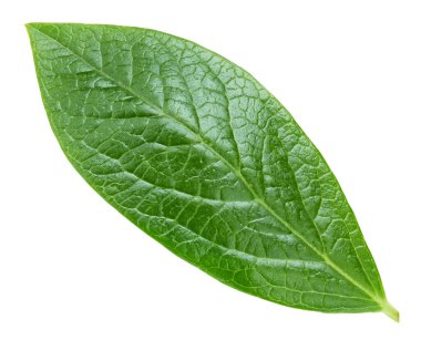 Beyaz arka planda yaban mersini yaprakları. Kırpma Yolu Bırakır